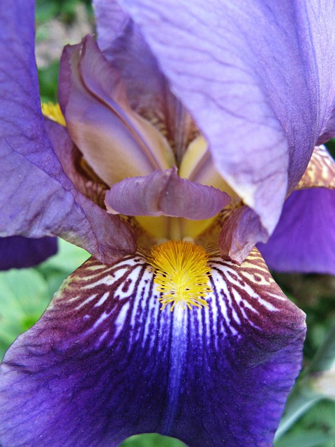 Free Sword Lily Iris photo and picture
