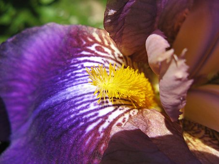 Free Sword Lily Iris photo and picture