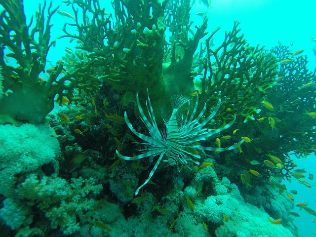 Free Red Sea Diving photo and picture