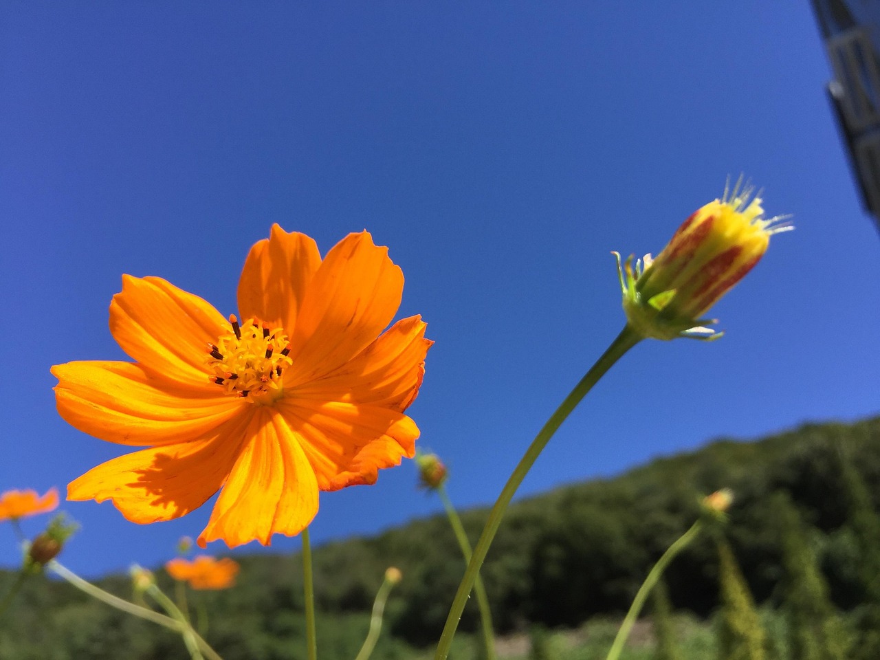 コスモス 青 自然 Pixabayの無料写真