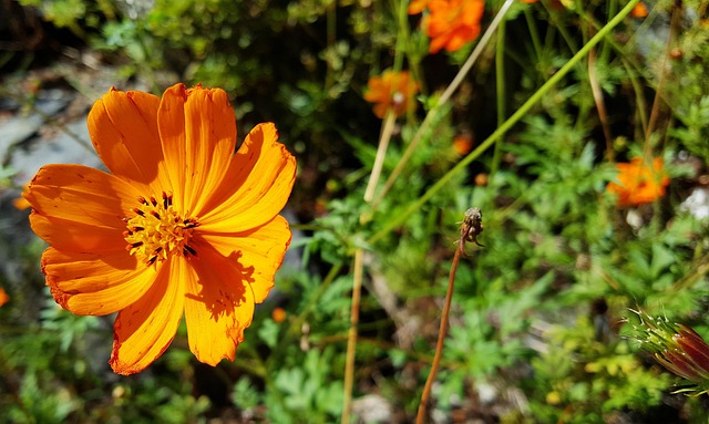 Free Flower Cosmos photo and picture