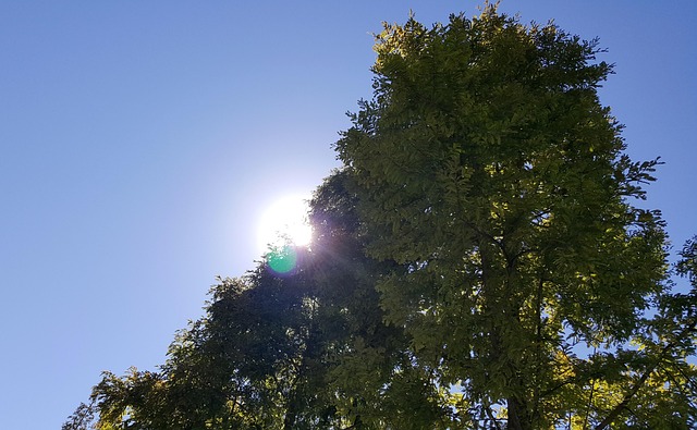 Free Autumn Tree photo and picture