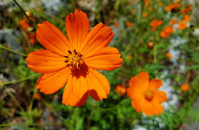 Free Flower Flower Wallpaper photo and picture