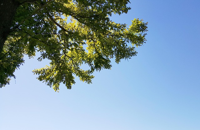 Free Point Tree photo and picture