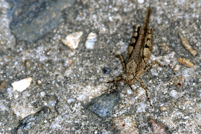 Free Grasshopper Insects photo and picture