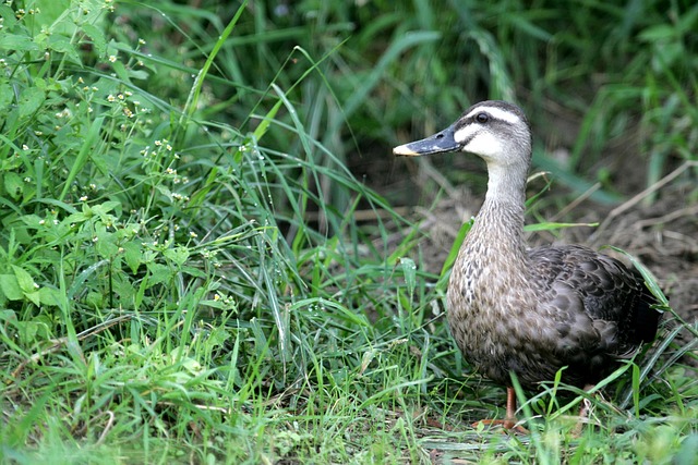 Free Duck Birds photo and picture