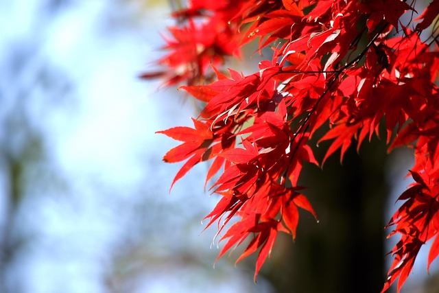 Free Autumn Leaves Autumn photo and picture