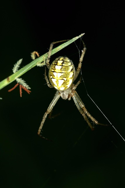 Free Spider Spider Web photo and picture