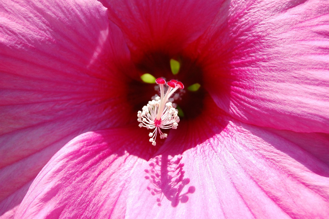 Flower - free online jigsaw puzzle photo