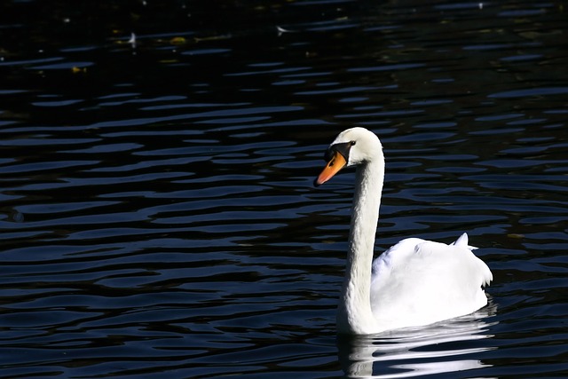 Free Swan Nature photo and picture