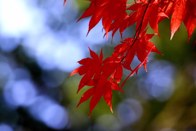 Free Autumn Leaves Autumn photo and picture