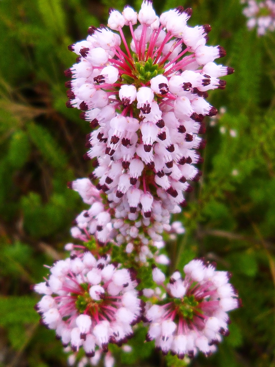 石南花 花 细节 - Pixabay上的免费照片 - Pixabay