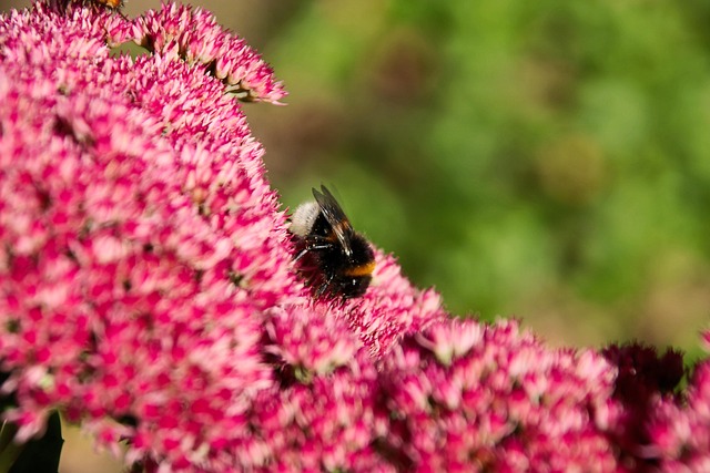Free Stonecrop Autumn Joy photo and picture