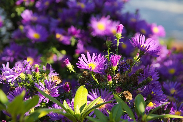 Free Aster Aster Dumosus photo and picture