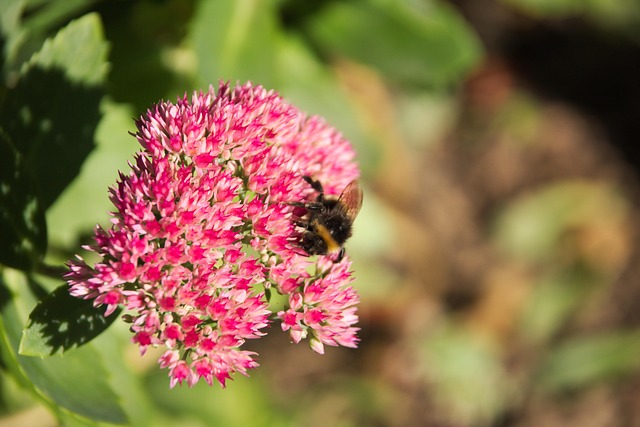 Free Stonecrop Autumn Joy photo and picture