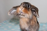 rabbit, bunny, nature