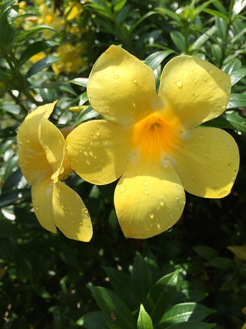 Free Tropical Garden Tropical photo and picture