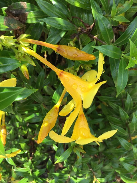 Free Tropical Garden Tropical photo and picture