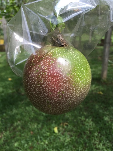 Free Passion Fruit Gardening photo and picture