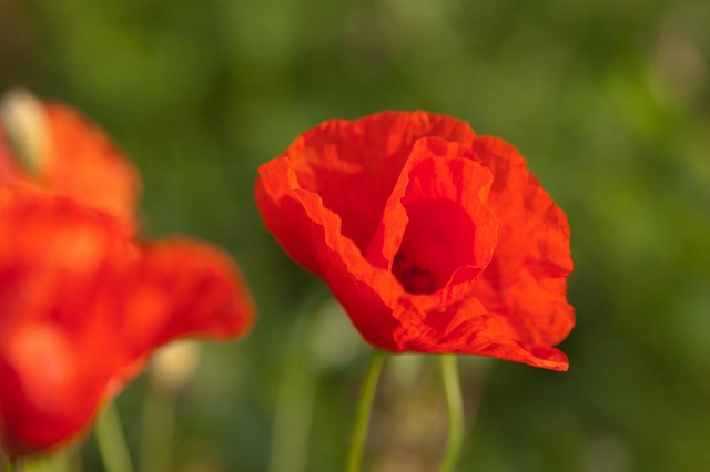 Free Poppy Red photo and picture