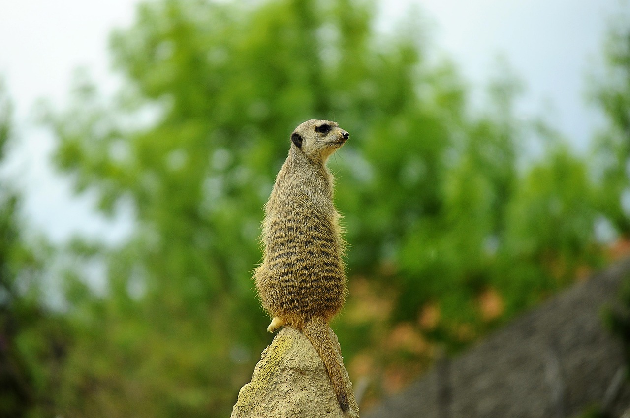 Meerkat View Observer - Free photo on Pixabay