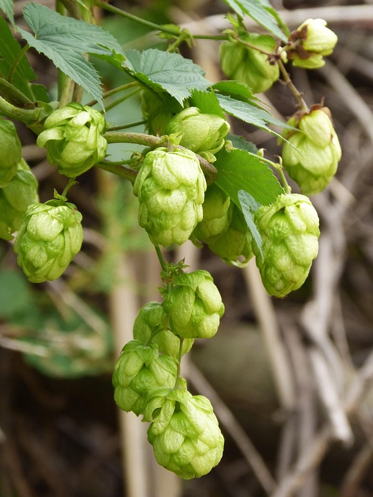 Hop Beer · Free photo on Pixabay