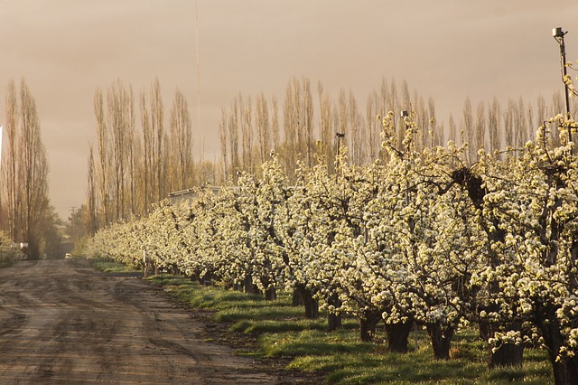 Free Orchard Pear Trees photo and picture
