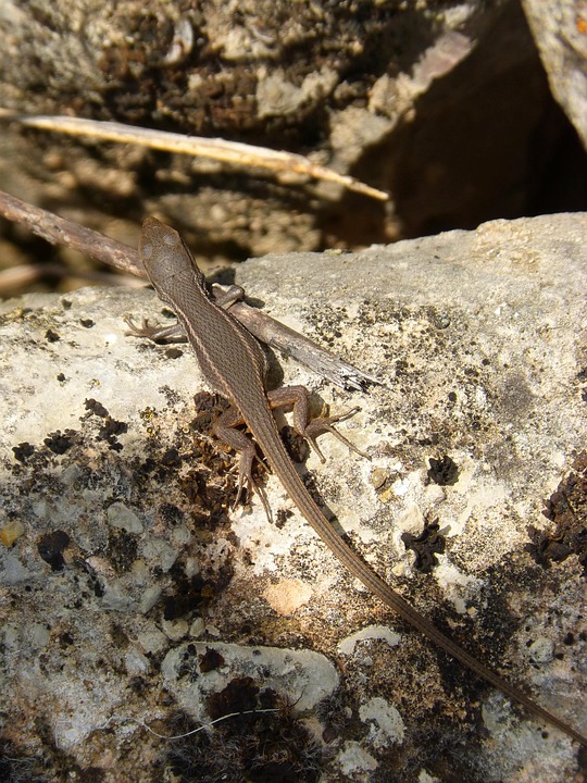 Lagartija Lagarto Roca - Foto gratis en Pixabay - Pixabay