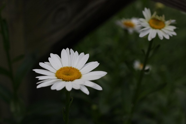 Free Daisies Flower photo and picture