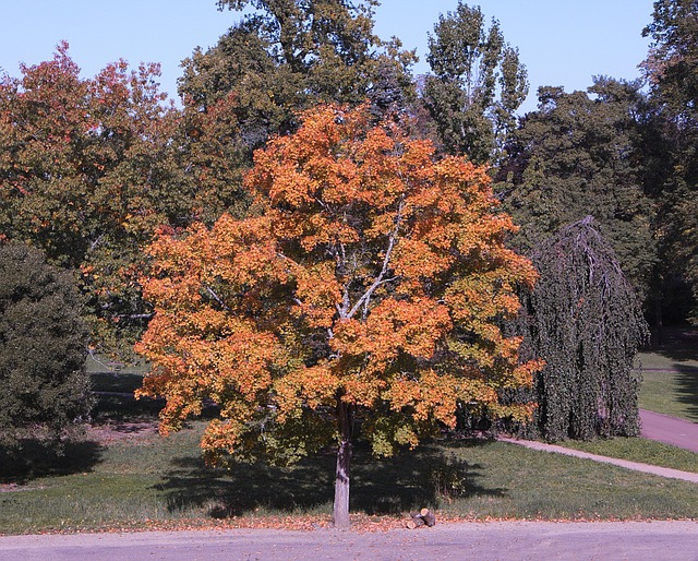 Free Tree Fall photo and picture