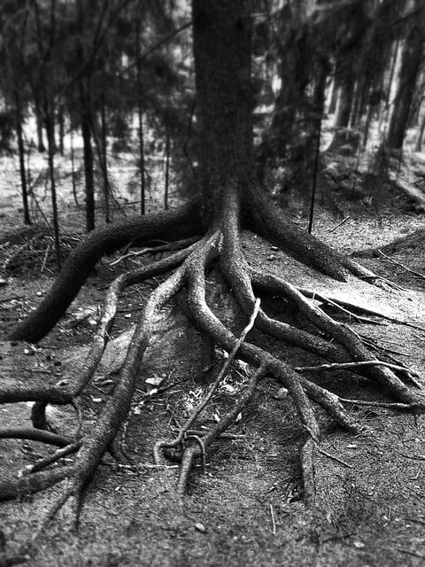 Free tree nature roots illustration