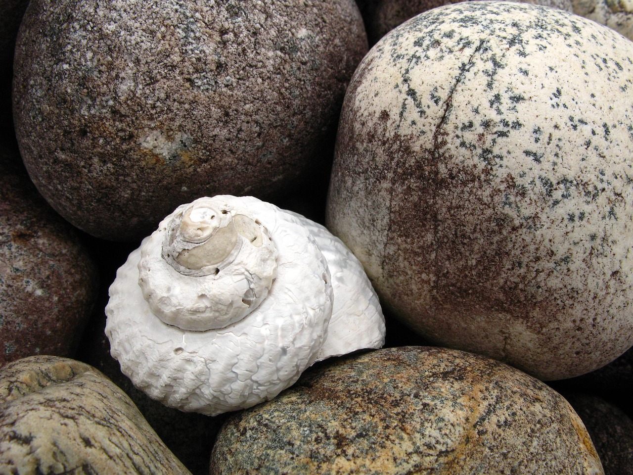 Shell Stone Pebble Sea - Free photo on Pixabay - Pixabay