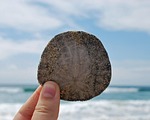 beach, sand dollar, ocean