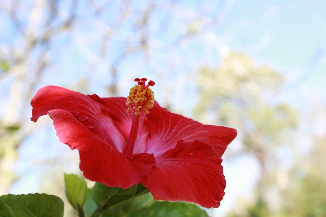 Free Flower Red photo and picture