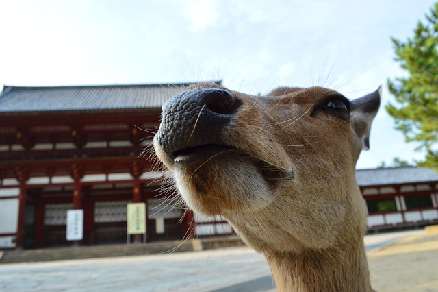 Free Nose Nature photo and picture