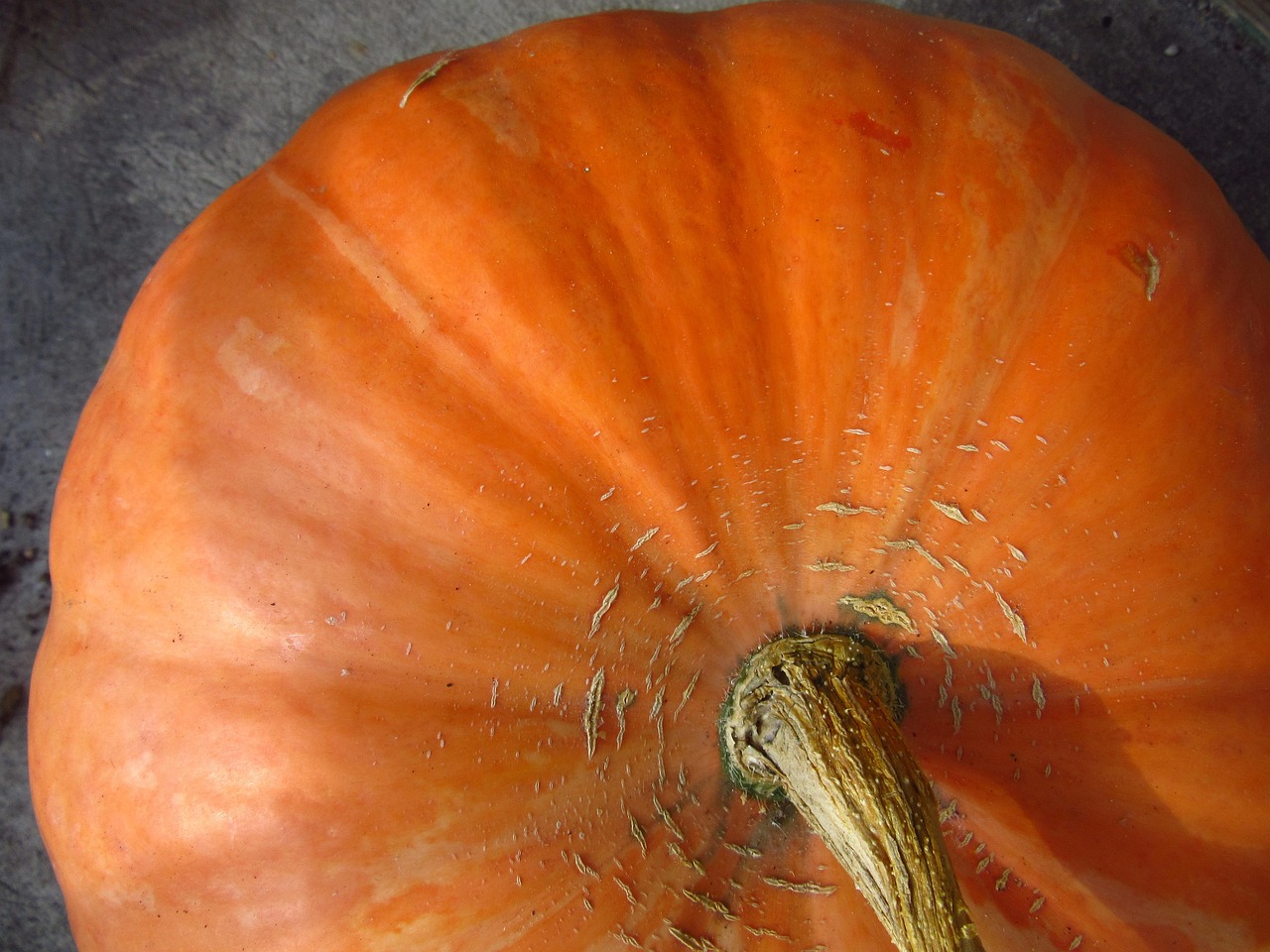 Kürbis Gemüse Herbst - Kostenloses Foto auf Pixabay - Pixabay