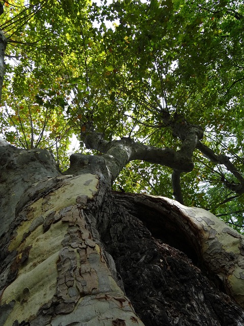 Árvore, Latido, Natureza, Textura, Velho