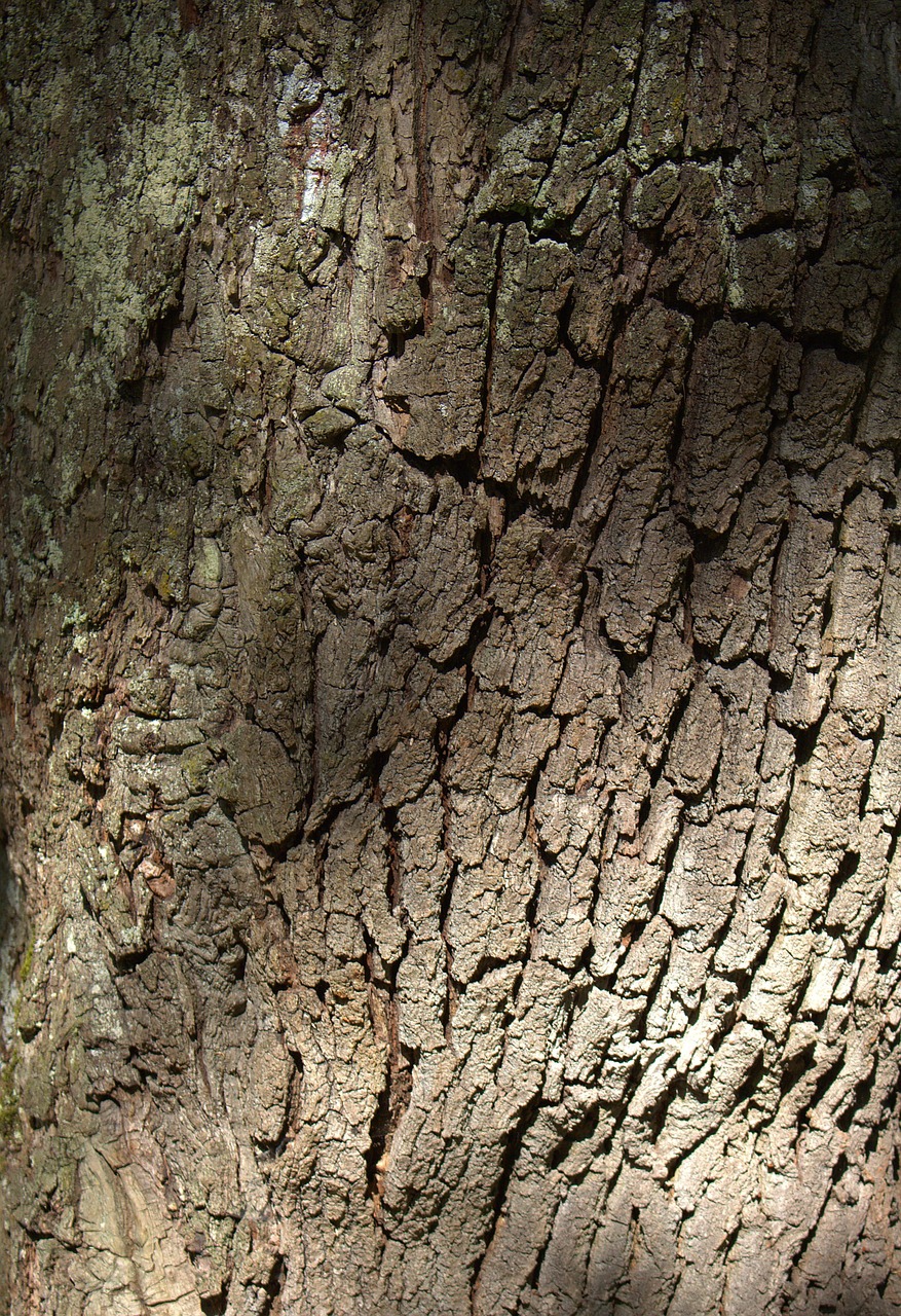 Tree Bark Nature - Free photo on Pixabay - Pixabay