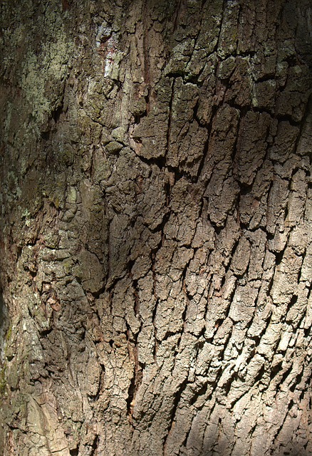 Baum Rinde Natur - Kostenloses Foto auf Pixabay - Pixabay