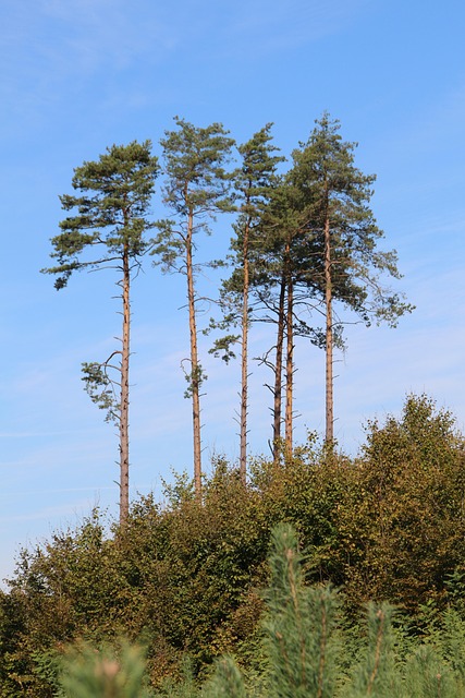 Free Trees Leaves photo and picture
