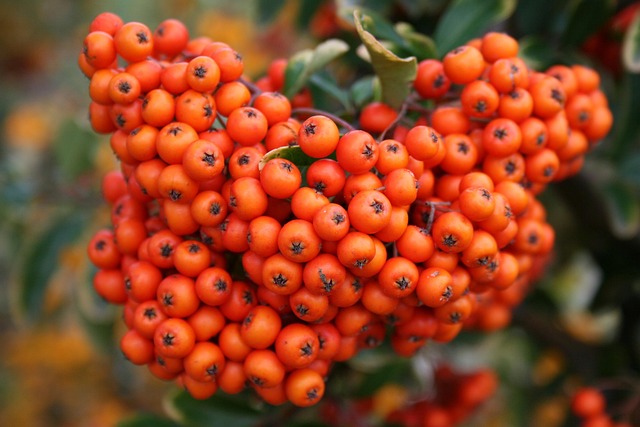 Free Nature Plant photo and picture