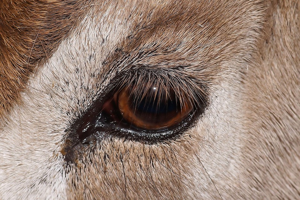 Animal Eye Mendes Antelope Close - Free photo on Pixabay - Pixabay