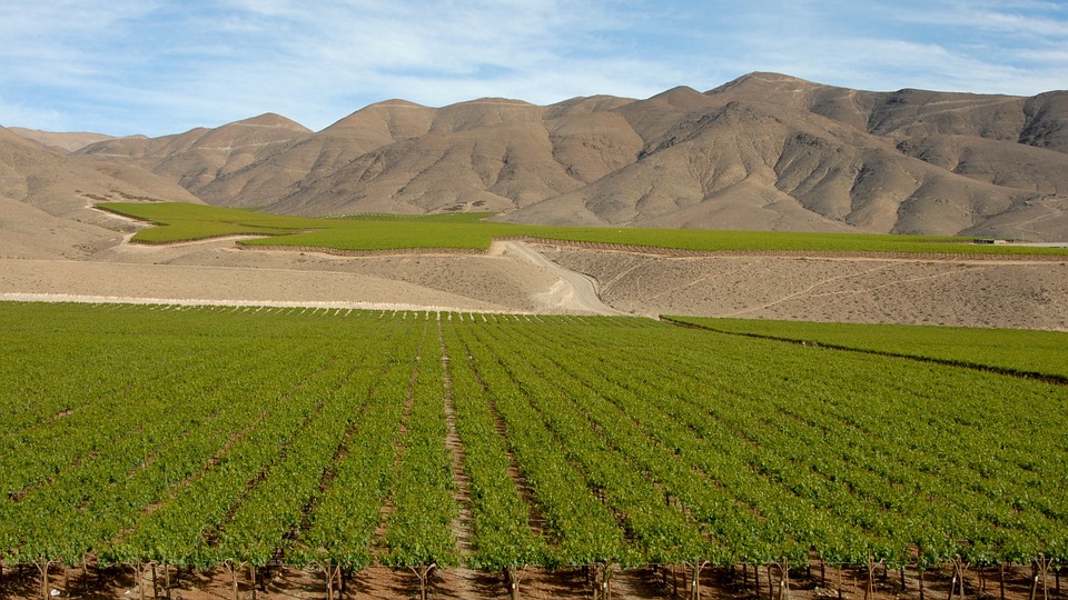 Chili, Vin, Andes, Paysage