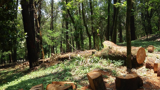 Free Trunk Tree photo and picture