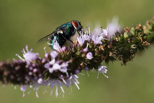 Free Fly Insect photo and picture