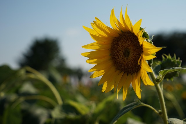 Girasol, Verano, Flor Amarilla
