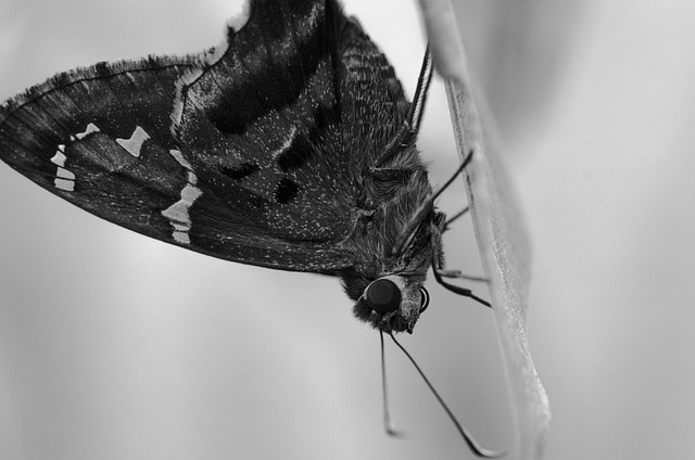 Free Moth Insect photo and picture