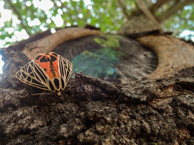 Free Moth Tree photo and picture