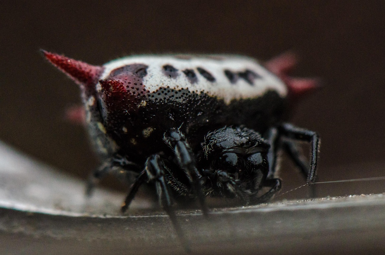 Spider Insect Macro - Free photo on Pixabay - Pixabay