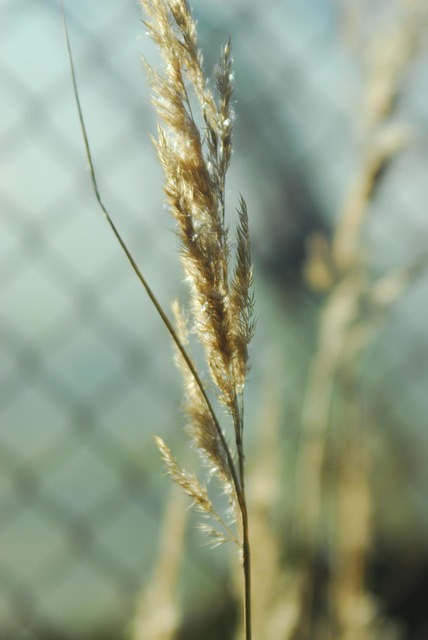 Free Plant Autumn photo and picture